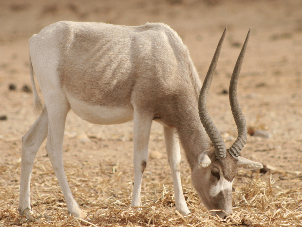 Addax Antelope