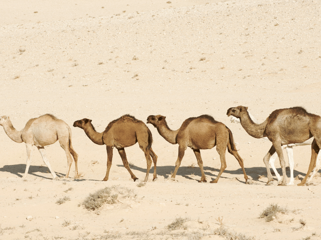 Dromedaries Camel