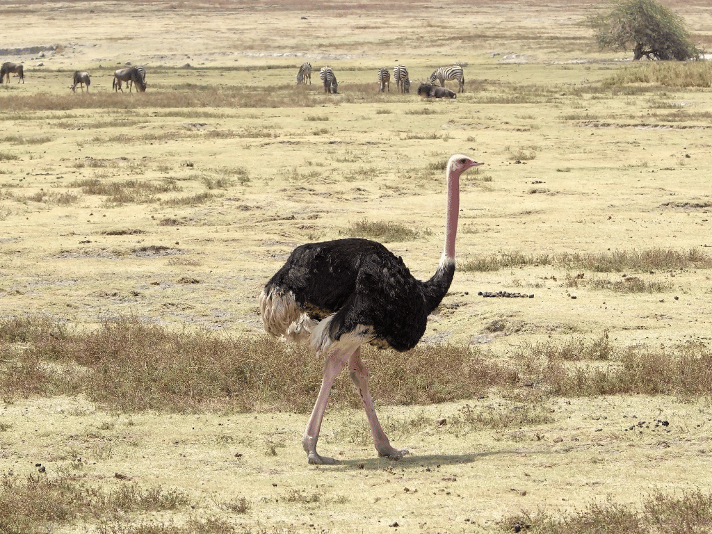 Morocco Largest Birds Red Ostrich