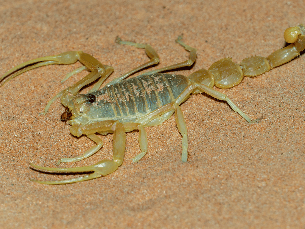 Scorpion Specie Deathstalker