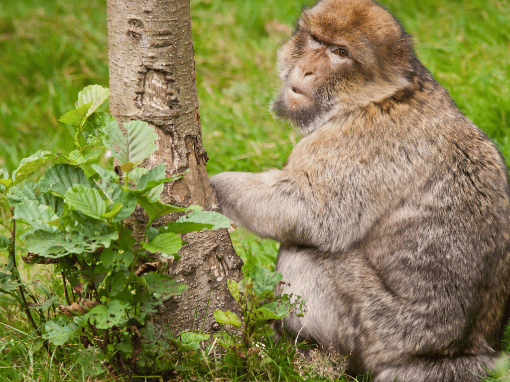 Barbary macaque